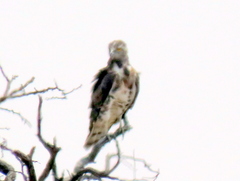 Circaetus pectoralis