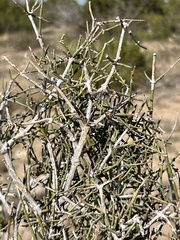 Ephedra antisyphilitica