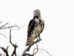 Circaetus pectoralis