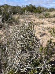 Ephedra antisyphilitica