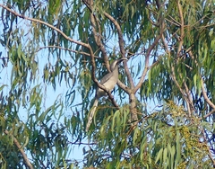 Ocyceros birostris