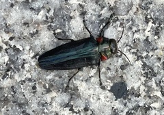 Belionota