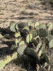 Opuntia phaeacantha
