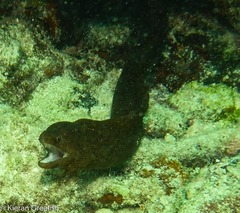 Gymnothorax miliaris