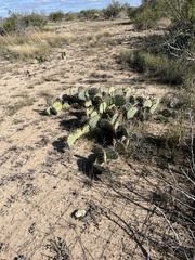 Opuntia phaeacantha