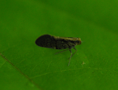 Cixiinae