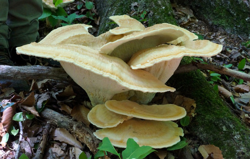 Berkeley's Polypore