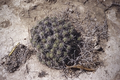 Echinocereus enneacanthus enneacanthus