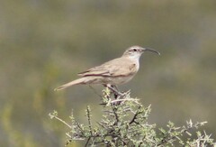 Upucerthia dumetaria