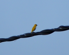 Zosterops palpebrosus