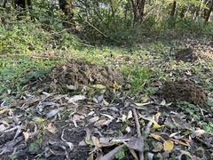 Talpa europaea
