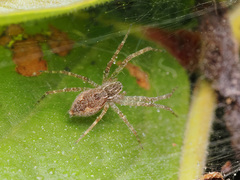 Dendrolycosa