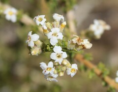 Acantholippia seriphioides