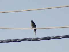 Cacomantis passerinus