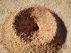 Acromyrmex versicolor