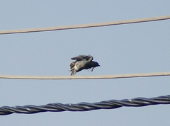 Cacomantis passerinus