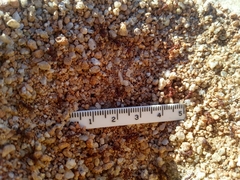 Acromyrmex versicolor