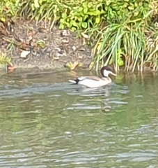 Anas platyrhynchos × Netta rufina