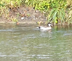 Anas platyrhynchos × Netta rufina