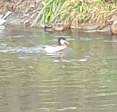 Anas platyrhynchos × Netta rufina