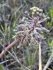 Ledebouria asperifolia