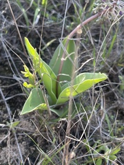 Ledebouria asperifolia