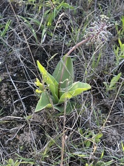 Ledebouria asperifolia