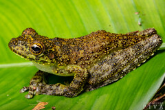 Itapotihyla langsdorffii