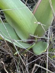 Ledebouria asperifolia