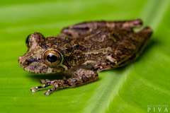 Scinax littoralis