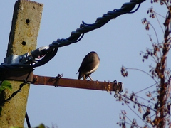 Acridotheres tristis