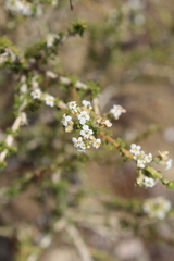 Acantholippia seriphioides