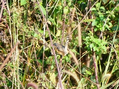 Prinia socialis