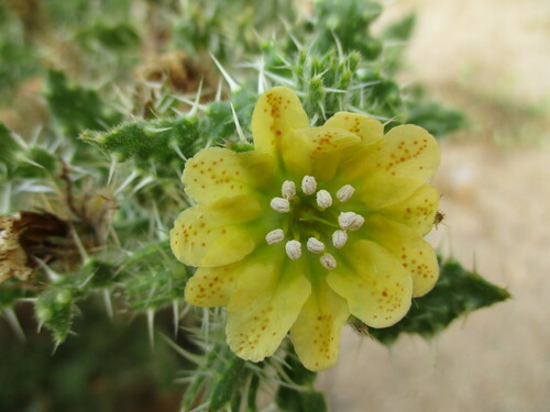 Image of Codon schenckii by no rights reserved