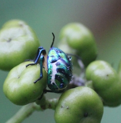 Chrysocoris
