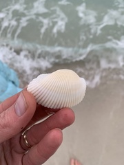 Anadara secticostata