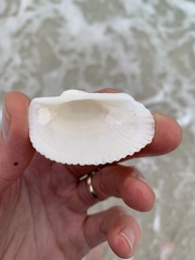 Anadara secticostata