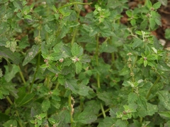 Atriplex suberecta