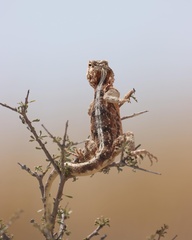 Agama aculeata aculeata