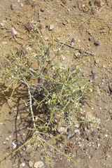 Acantholippia seriphioides