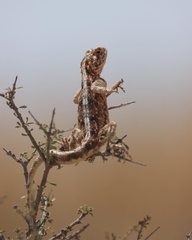 Agama aculeata aculeata