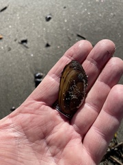 Unio elongatulus