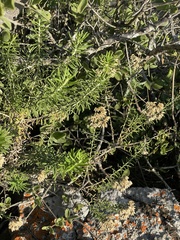 Helichrysum kraussii