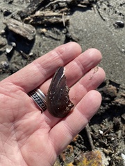 Unio elongatulus