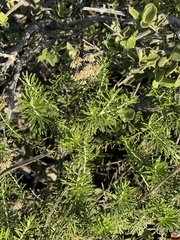 Helichrysum kraussii