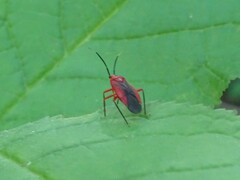 Coccobaphes frontifer