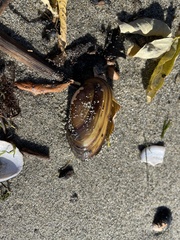 Unio elongatulus