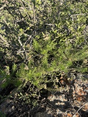 Helichrysum kraussii