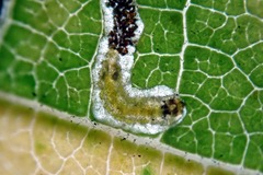 Stigmella floslactella