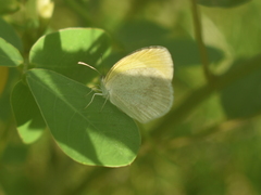 Eurema elathea